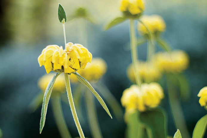 Tried And True Favorites Of Any Western Perennial Flower Garden Sunset Sunset Magazine