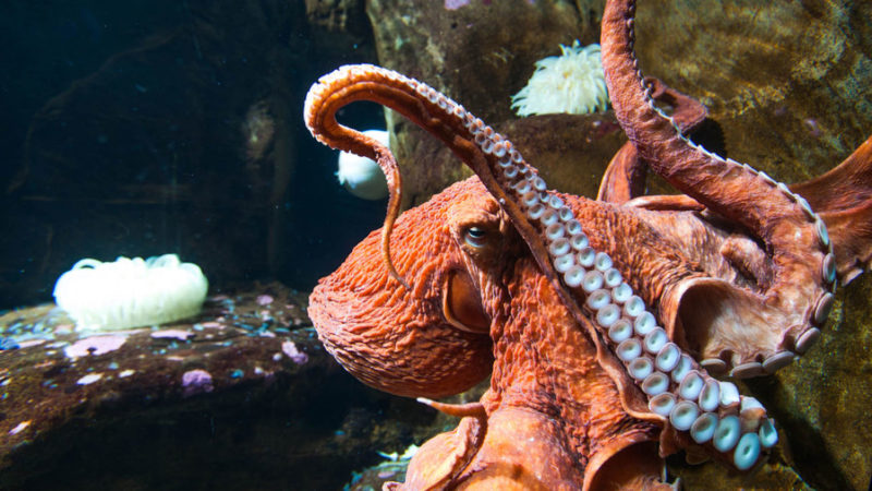 Top Aquariums to Visit - Sunset Magazine