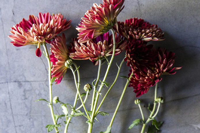Chrysanthemum: Elegant, Symbolic Flowers for Autumn Bouquets - Sunset