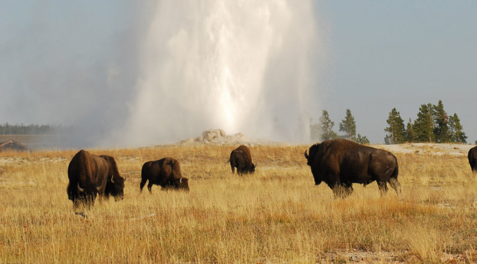 Your Best One Day in Yellowstone