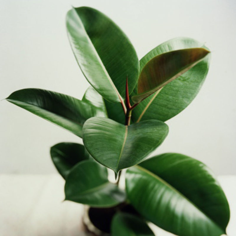 rubber plant low light