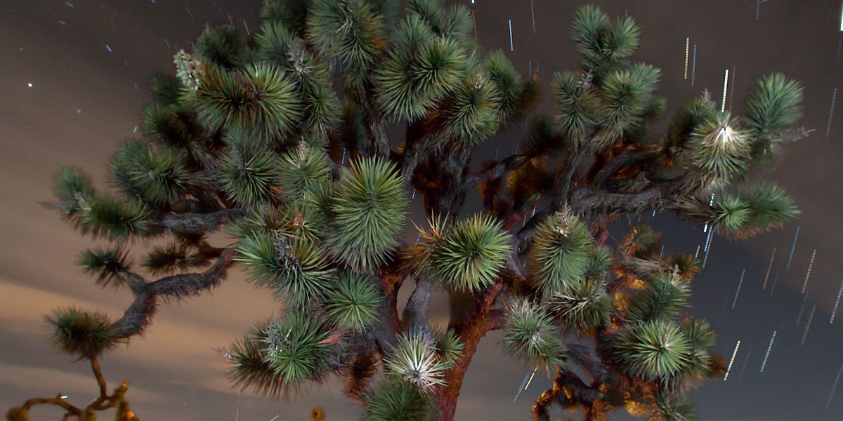 Stargazing in Joshua Tree National Park, CA