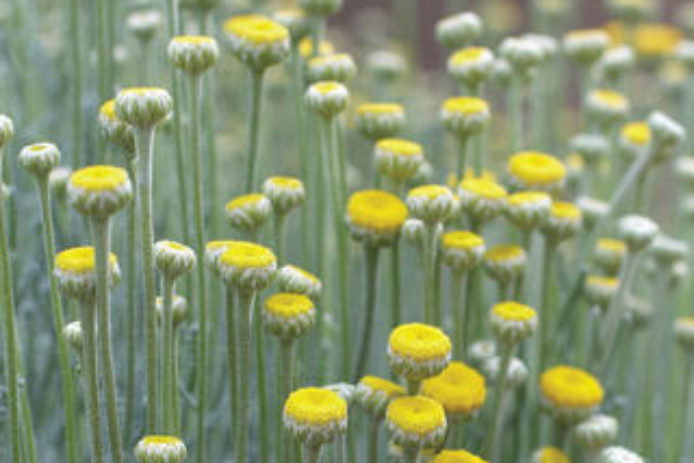 Low Water Flowering Shrubs Sunset Magazine