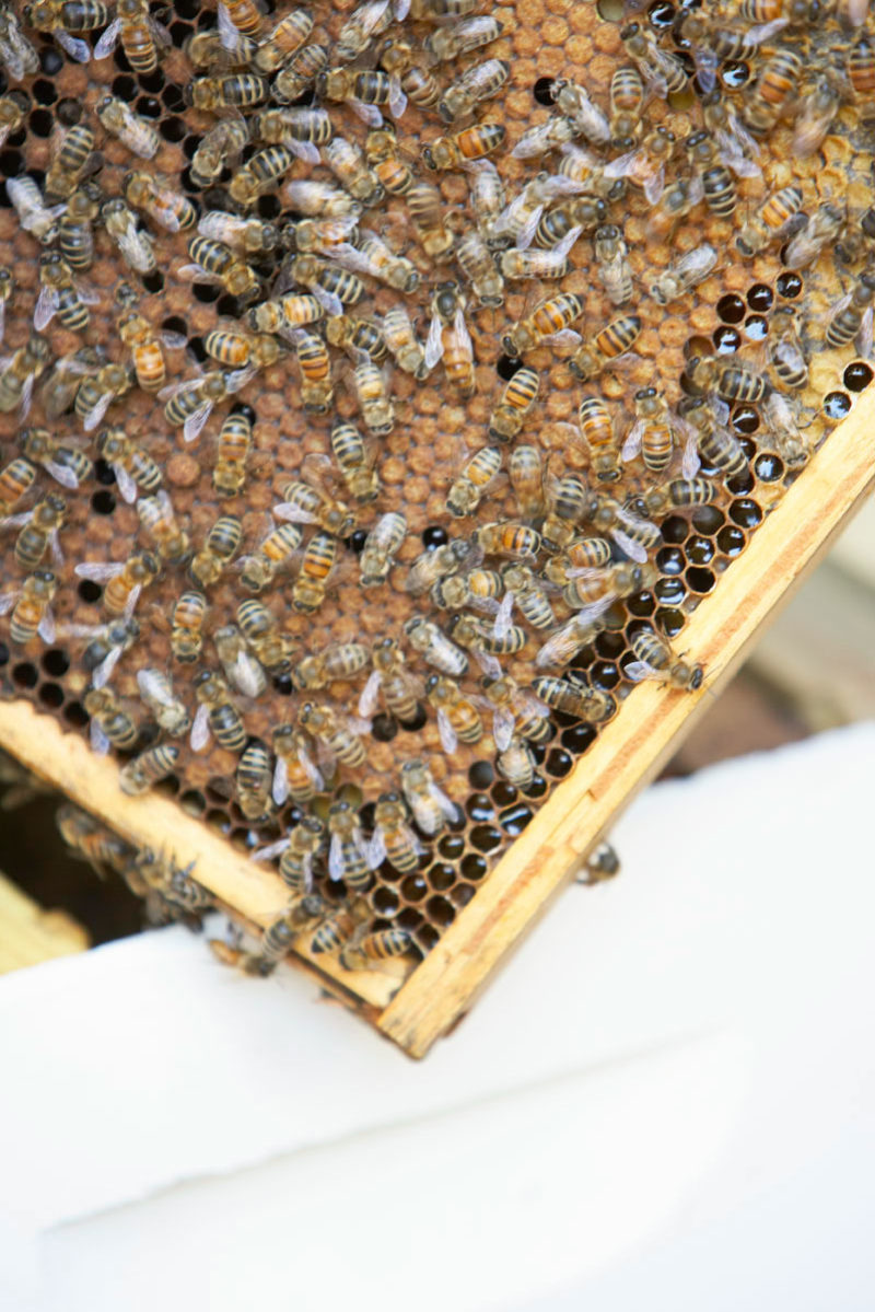 Dive into hive care, pest control, and honey collection in this ...