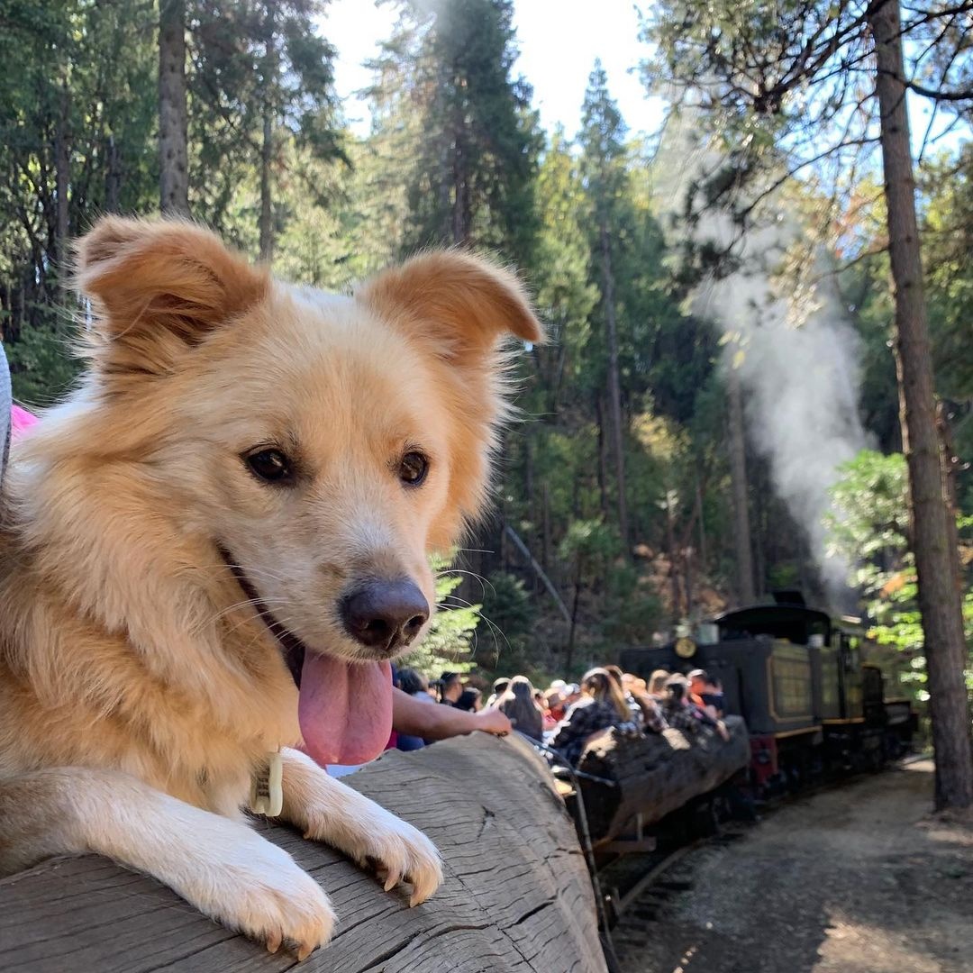 yosemite-mountain-sugar-pine-railroad-dog-friendly-trains