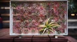 Airplantman Josh Rosen pink air plant/Tillandsia in a frame