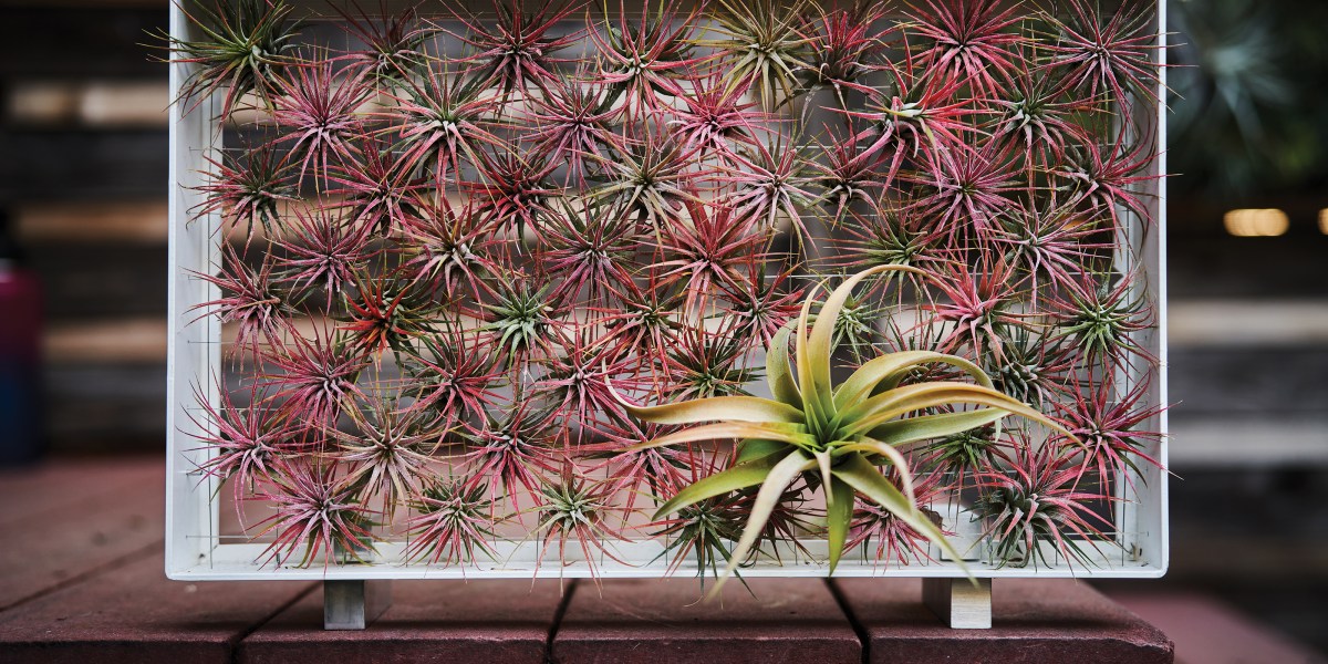 Airplantman Josh Rosen pink air plant/Tillandsia in a frame