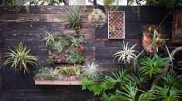 Wall of framed air plants