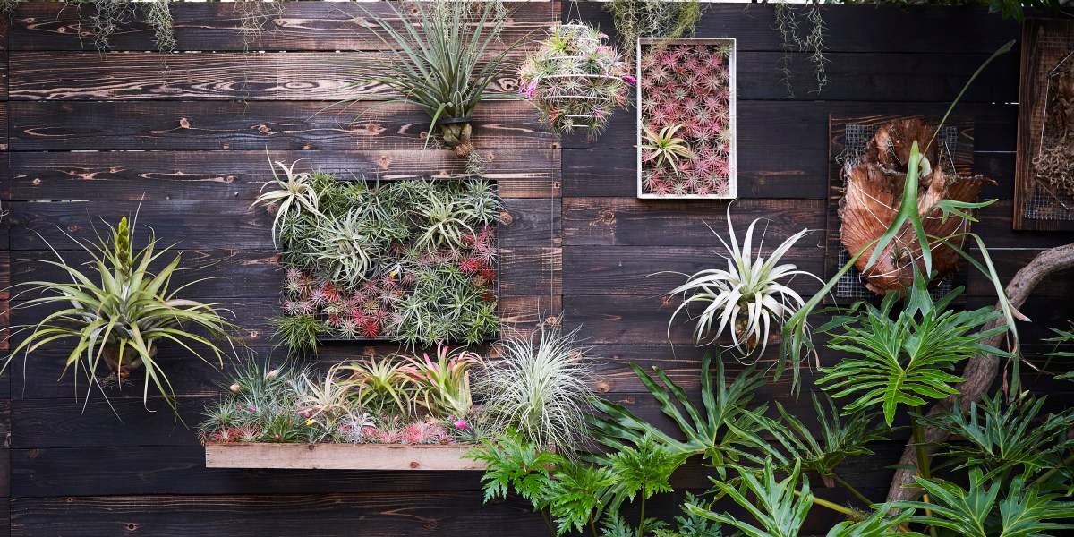 Wall of framed air plants