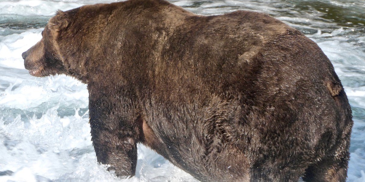 Bear 747 in the River