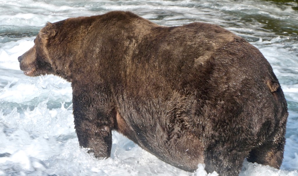 Fat Bear Week 2020 Is a Wrap — Meet Your Chunky Champion