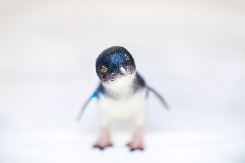 Baby Blue Penguin