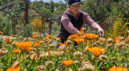 Foraging with Nan Cole in calendula field