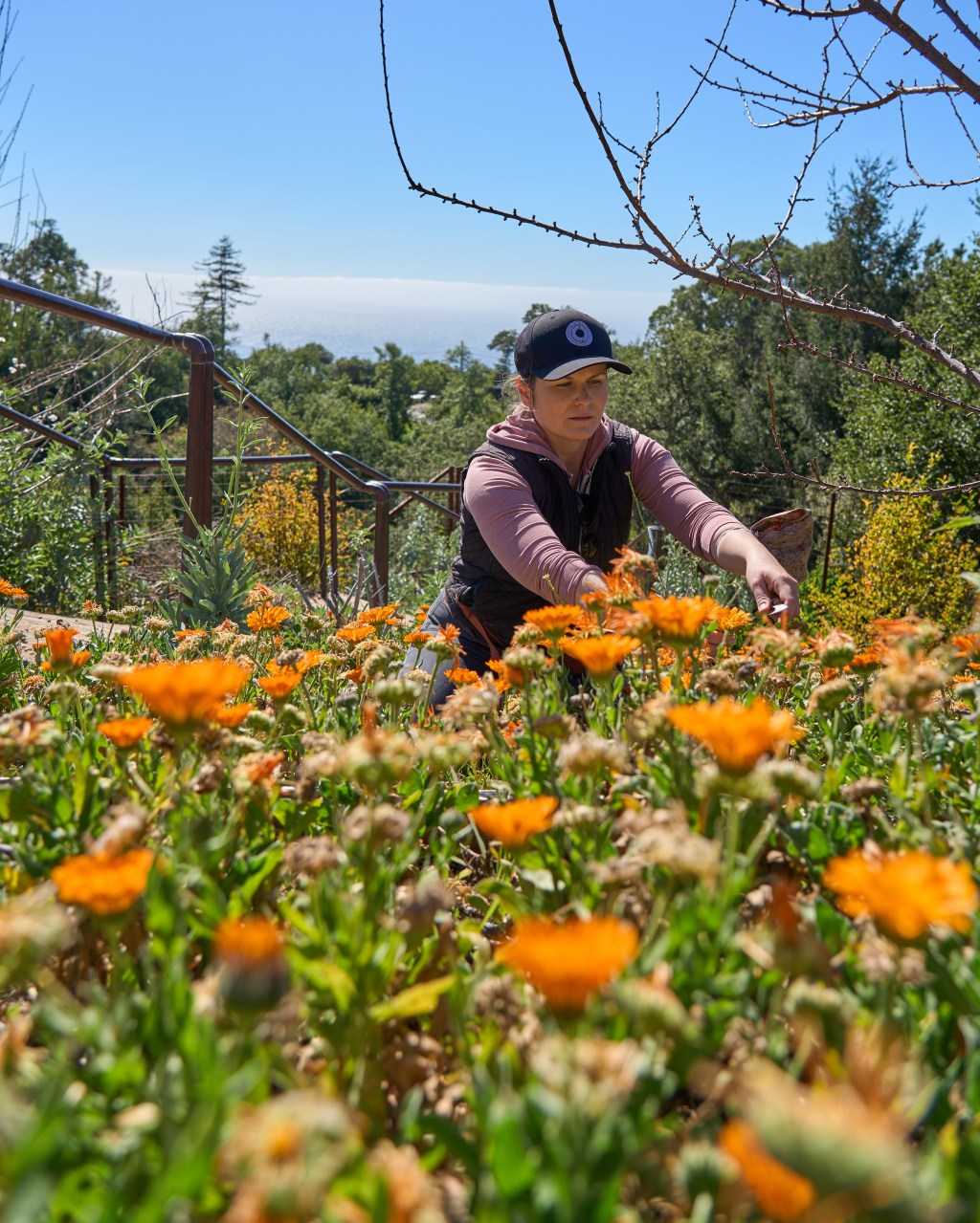 Go Ahead, Forage Your Own Food. But First Know the Rules