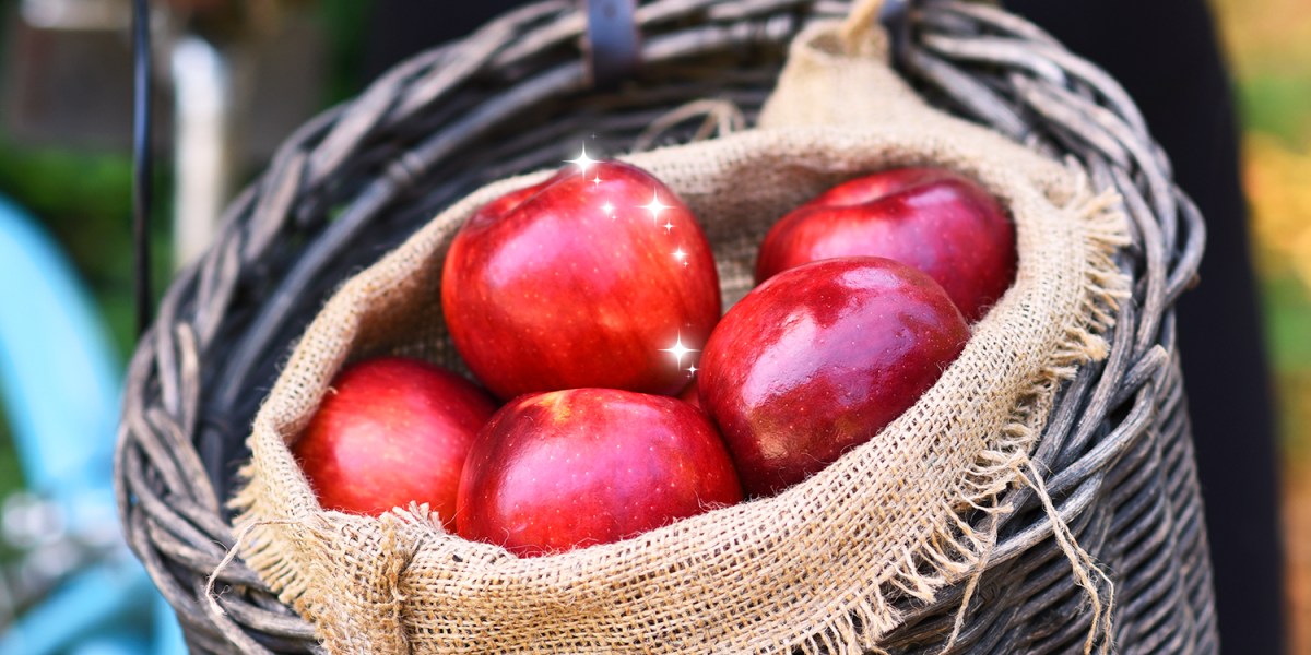 A bicycle basket filled with shiny red Cosmic Crisp apples