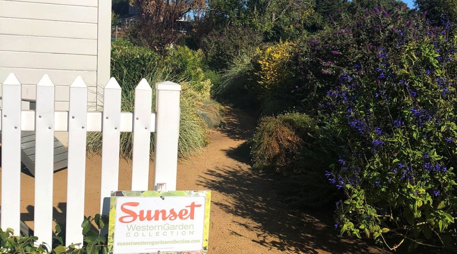In the Sunset Test Gardens at Cornerstone Sonoma: Fall 2019