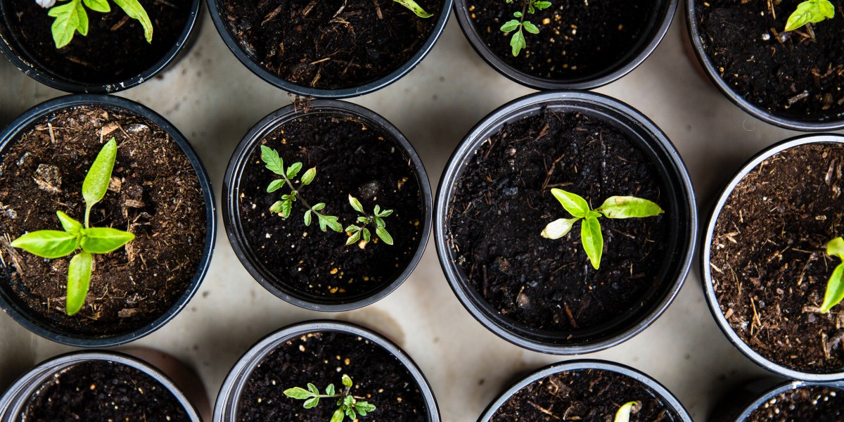 Seedlings in soil