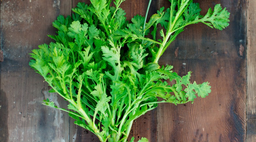 how-to-grow-chrysanthemums