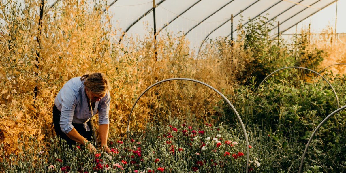 Beth Syphers harvests flowers from her farm