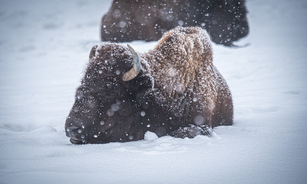 Park Visitors Keep Trying to Get Close to Bison for Some Reason