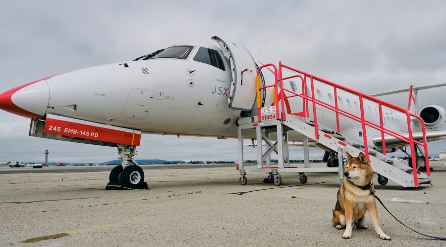I Was Terrified to Fly with My Senior Dog for the First Time. This Air Carrier Made It a Breeze.