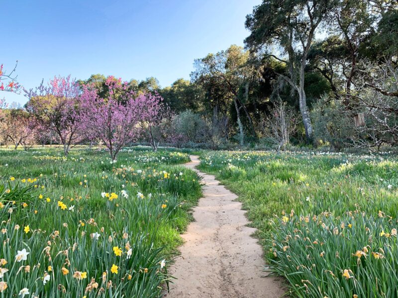 Daffodil path at the end with the last daffs.jpg