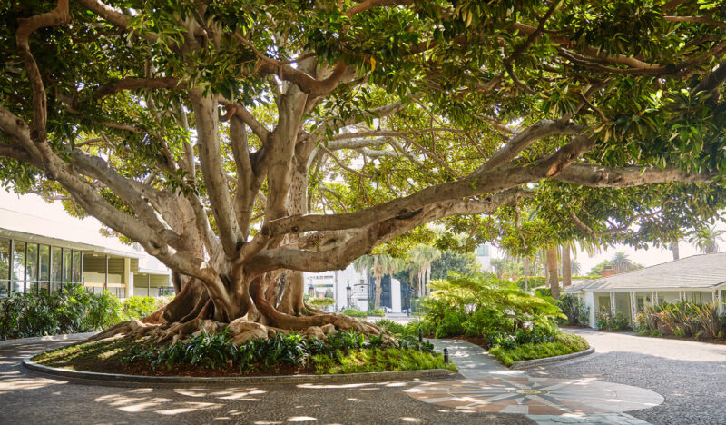 Fairmont Miramar Hotel & Bungalows_Front Drive_Fig Tree.jpg