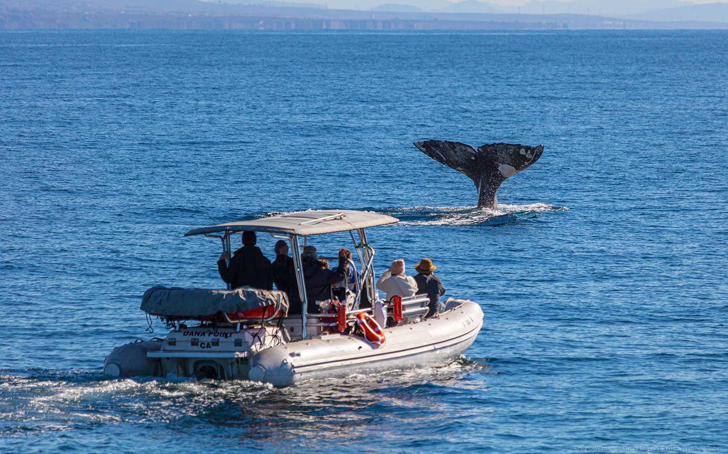 Fast Cat and Gray Whale 4730_copyright Dolphin Safari.jpg