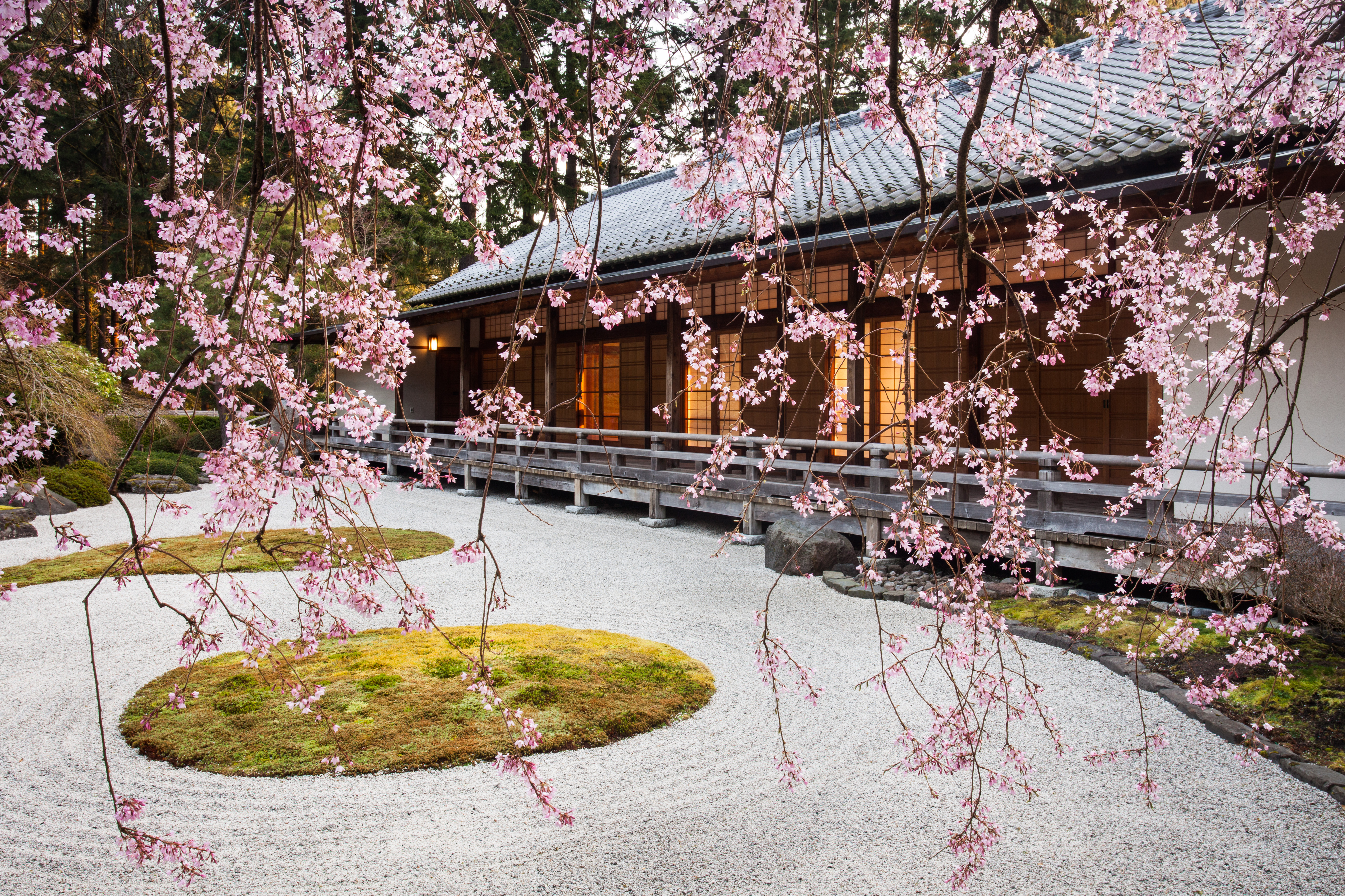 Flat Garden and Pavilion from Beneath the Weeping Cherry. Photo by Joanthan Ley (1).jpg