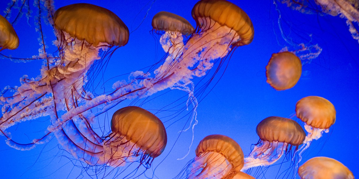 Escape Into Underwater Bliss with These Aquarium Webcams