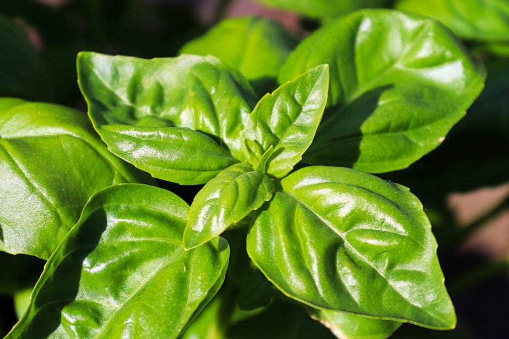 Herb Garden Basics: The Tasty Essentials Every Home Cook Should Grow