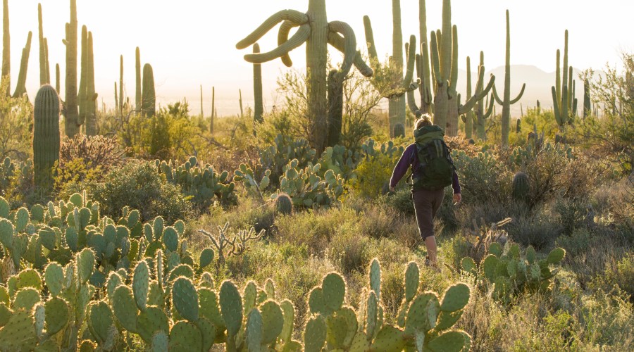 dramatic-desert-flora-at-saguaro-national-park-az