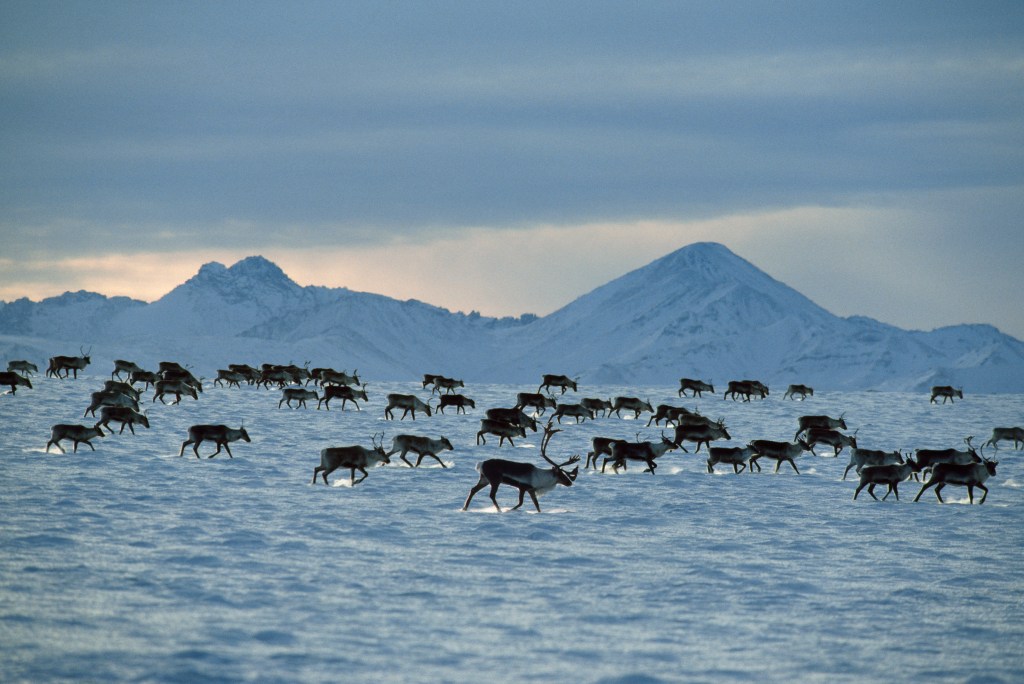 Wildlife Are Evolving to Survive a Rapidly Warming Arctic—but Can They Adapt Fast Enough?