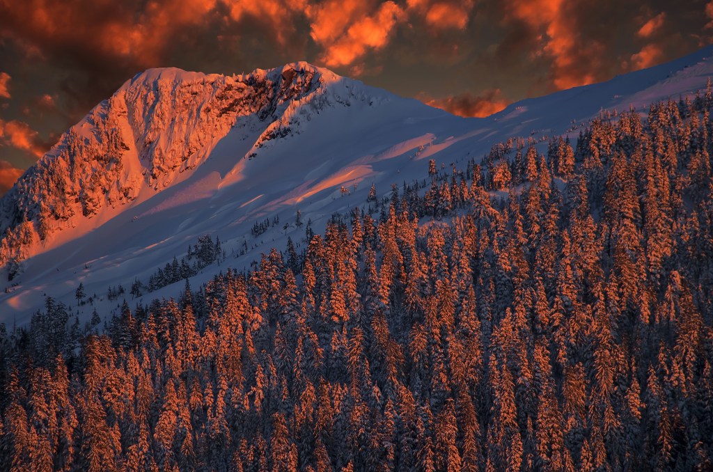 Protection of America's Largest National Forest Overturned, Will Open to Logging, Road Construction