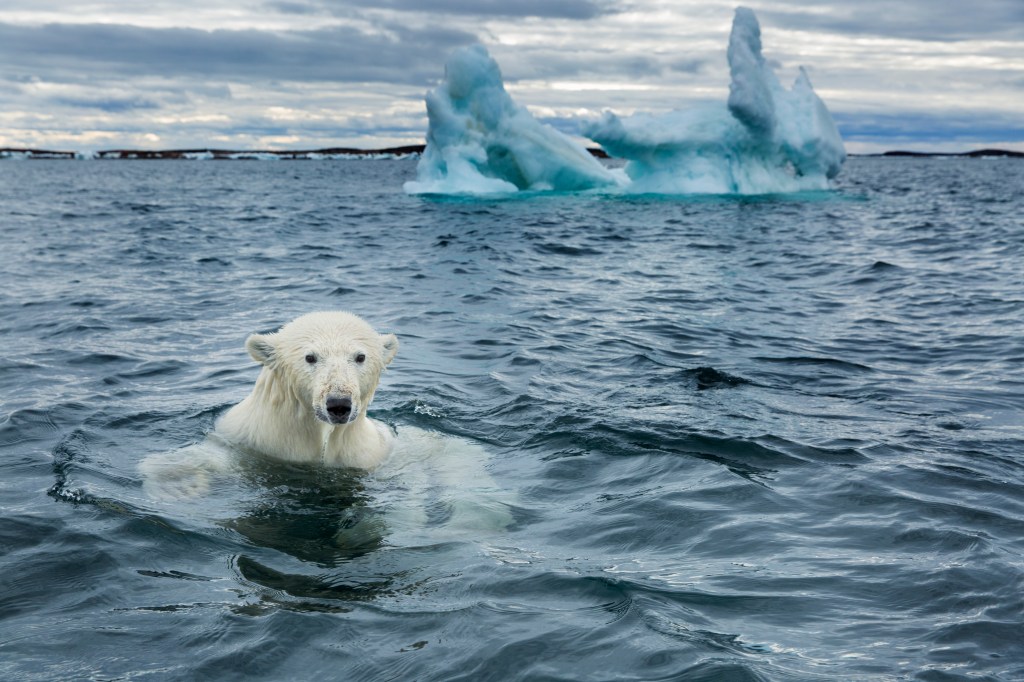 Canadian Arctic's Last Intact Ice Shelf Has Collapsed