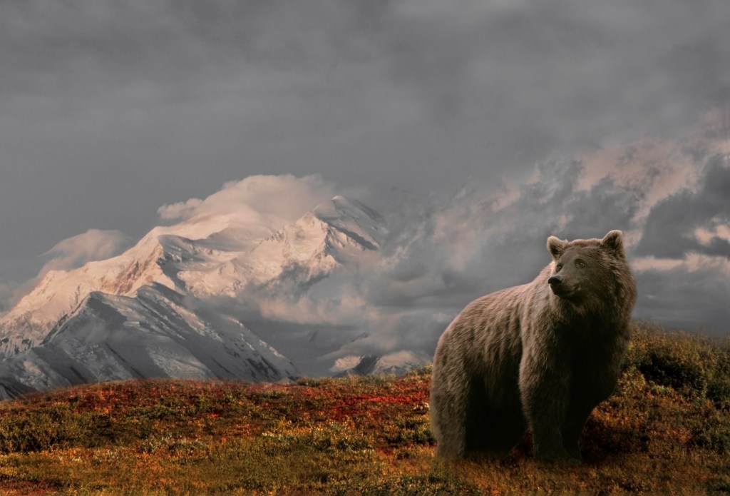 Grizzly Kills Hunter in Alaska National Park's Backcountry