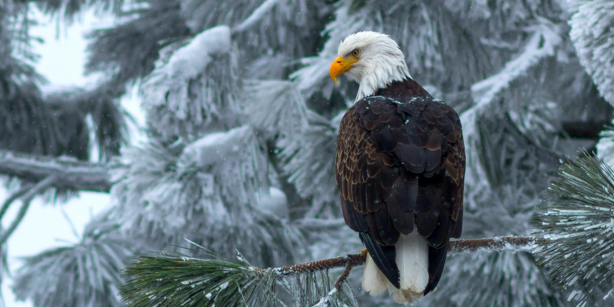 This Live Cam of Bald Eagles in Their Snow-Covered Nest Is the Winter Storm Calm We All Need