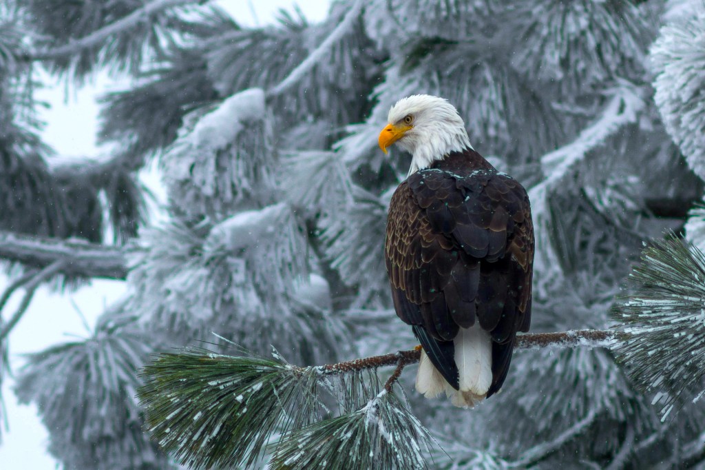 This Live Cam of Bald Eagles in Their Snow-Covered Nest Is the Winter Storm Calm We All Need