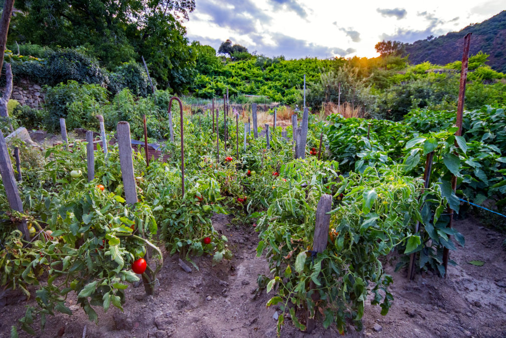 You can see a rich tomato orchard, with several species, at the sunset, in a beauty rural mountain scene.