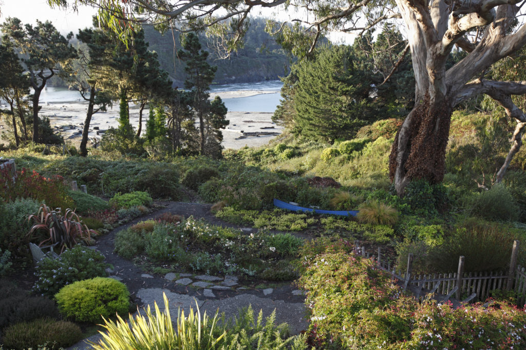 California Dreaming Landscape. Looking down onto windswept Mendocino Northern California. 100 year old Eucalyptus tree, garden, and beach in Mid October.