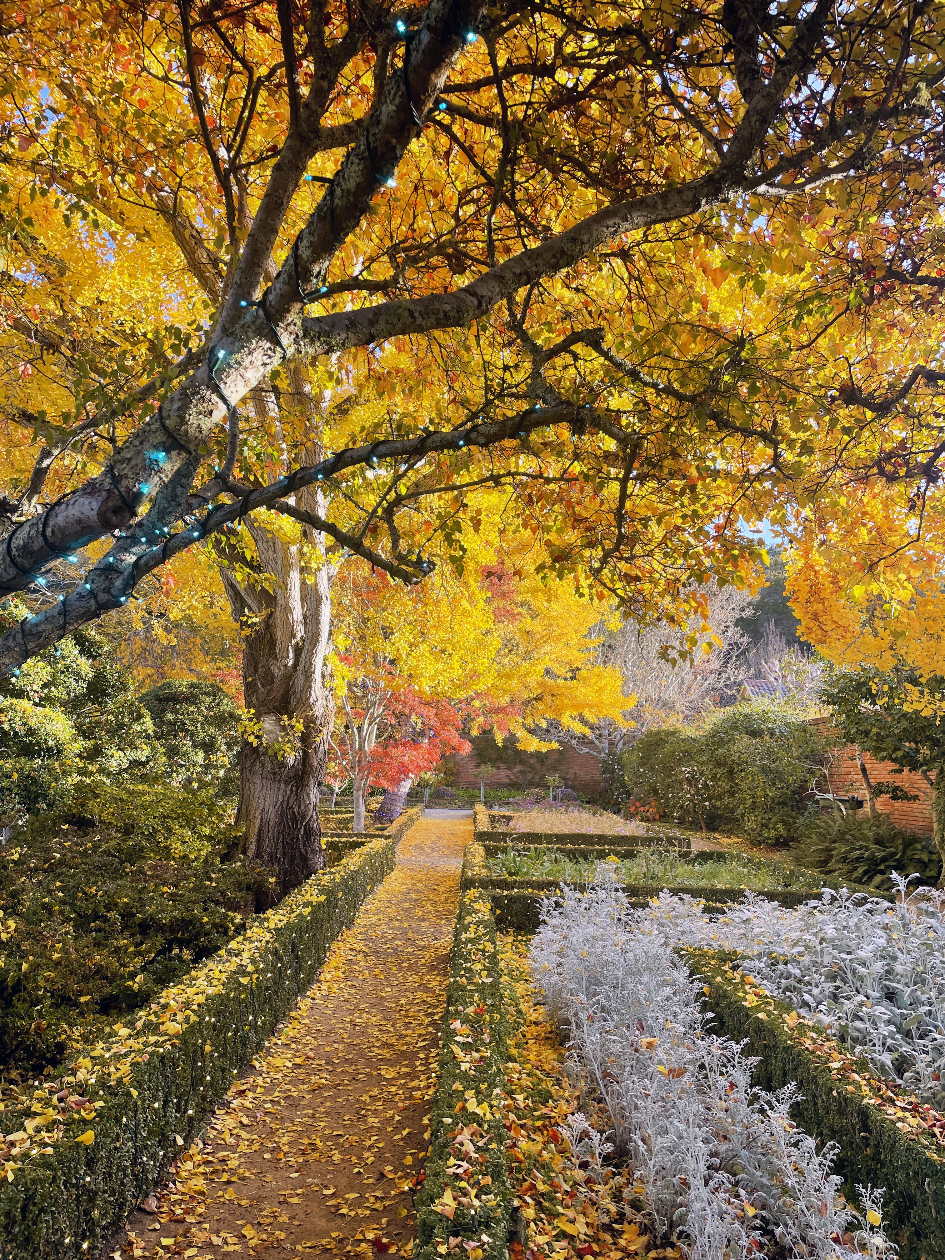 Gingko holiday color-.jpg