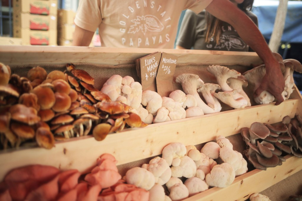 Mushrooms Are Having a Moment. And Not Just the Magic Ones