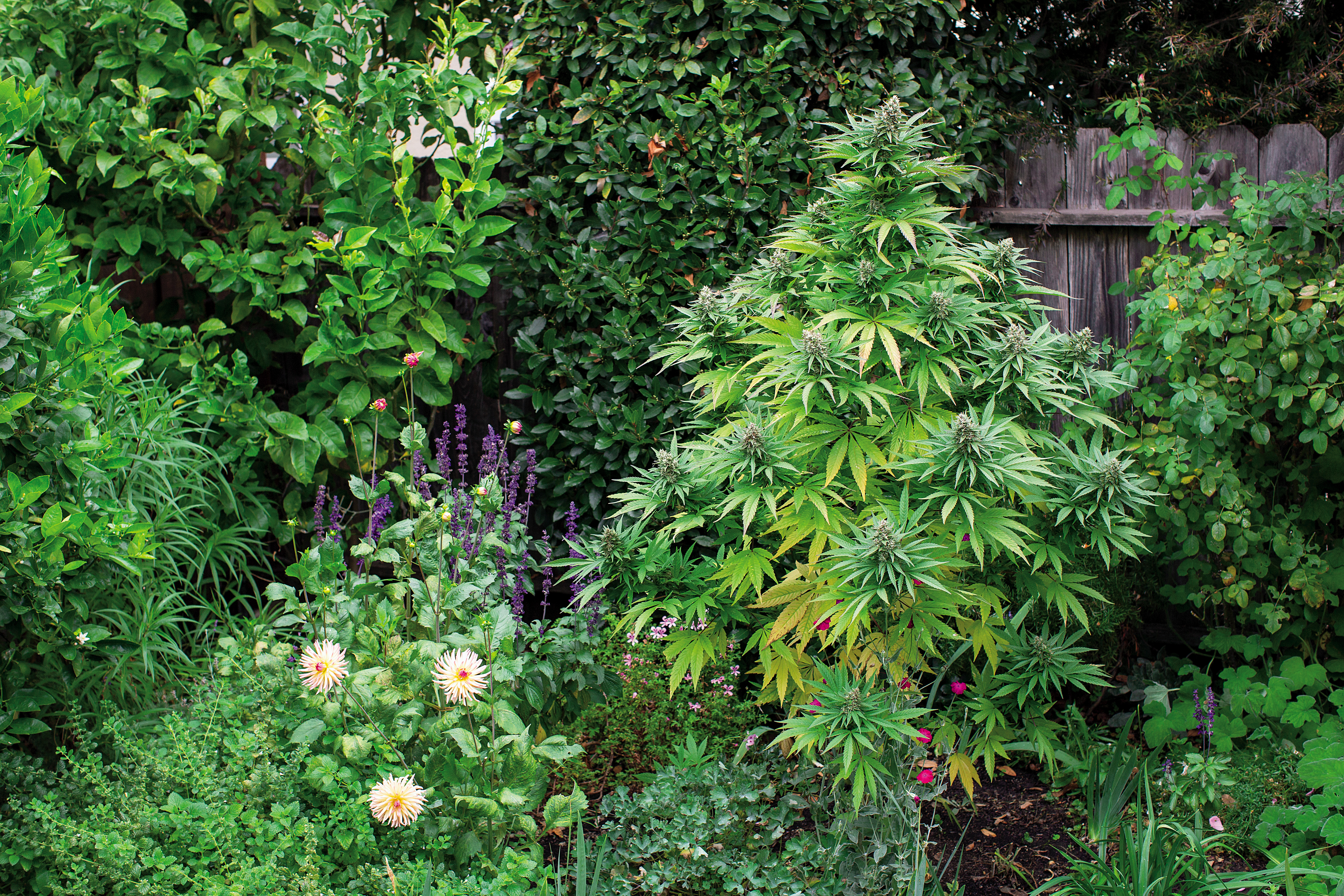 From seed to plant: How to grow your four legal cannabis plants