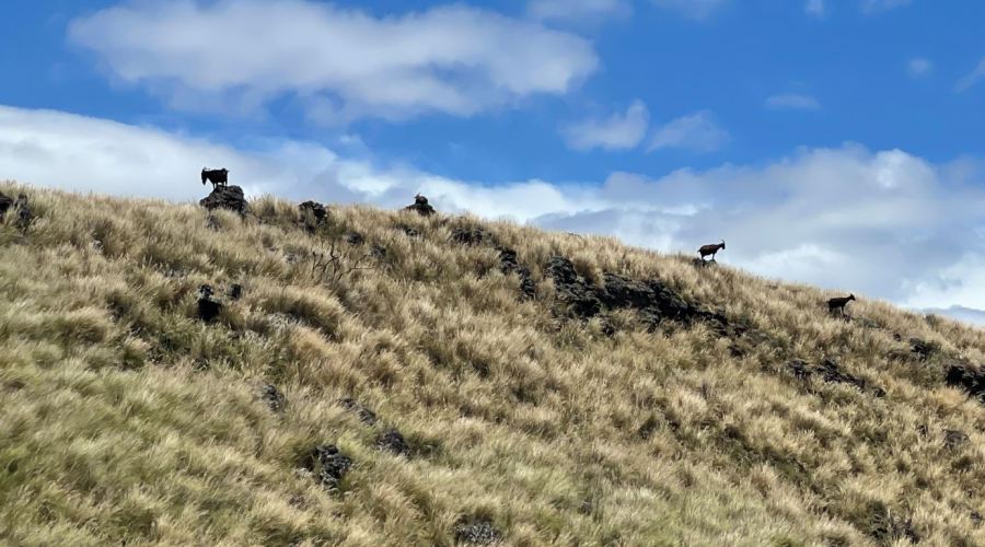 Hawaii Is Giving Away Goats by Lottery. Hurry to Enter!