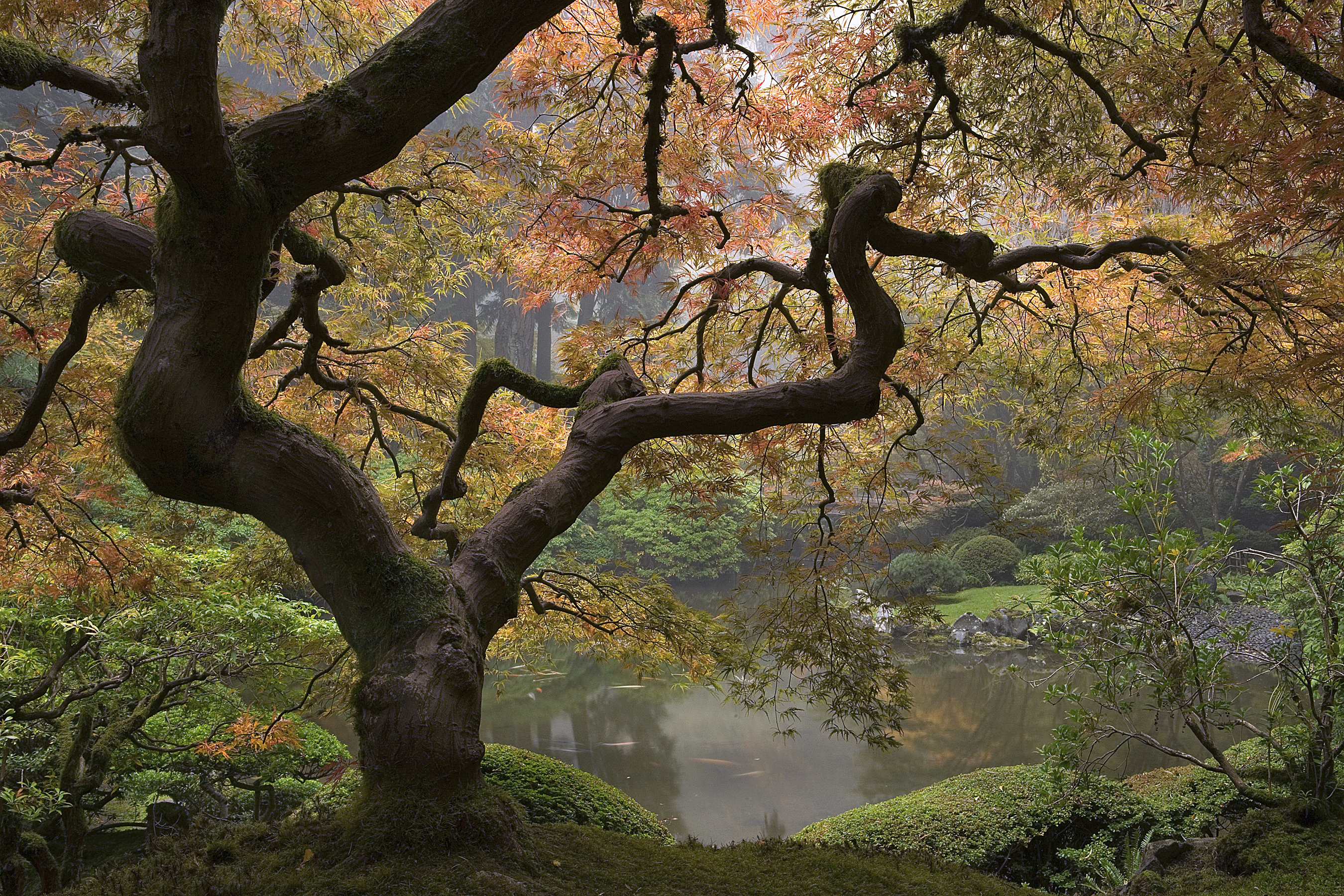 Japanese Maple and Upper Pond in Fall Color. Photo by David M. Cobb (1).jpg