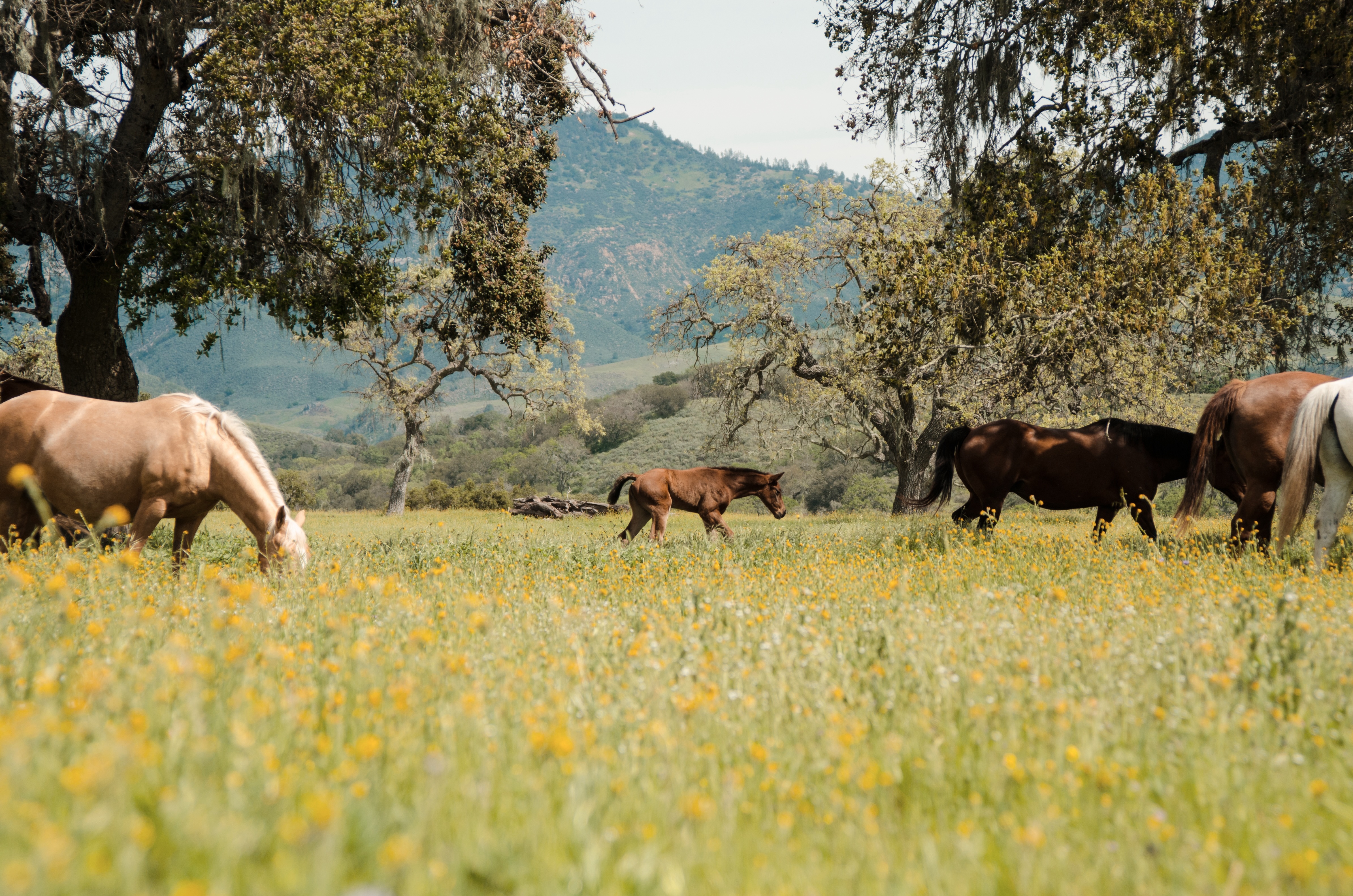 fess-parker-ranch-horseback-adventures