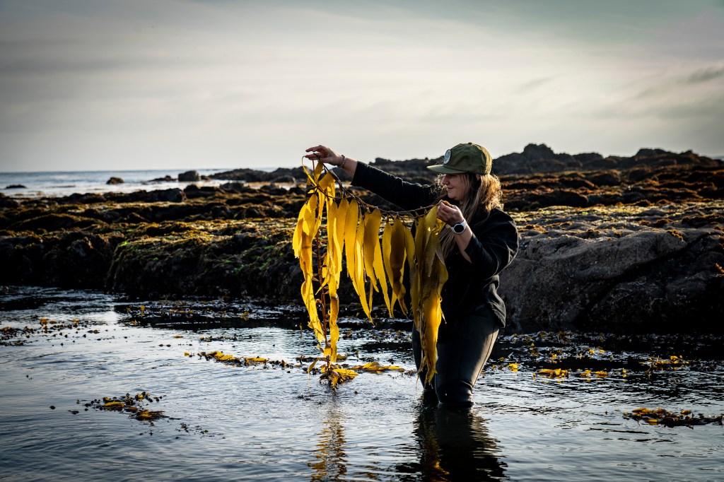 How to Forage Your Own Seaweed, with a Little Kelp from Our Friends
