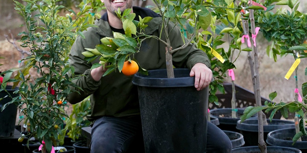 Kevin Espiritu with citrus tree