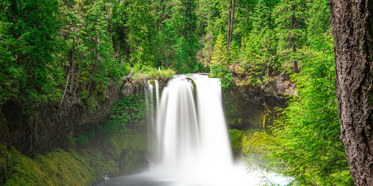 Koosah falls oregon