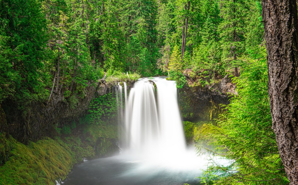 How I Accidentally Caught a Marriage Proposal on Camera in Oregon's Willamette National Forest